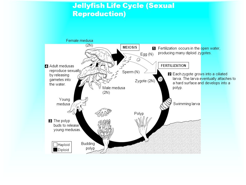 Jellyfish Life Cycle (Sexual Reproduction)