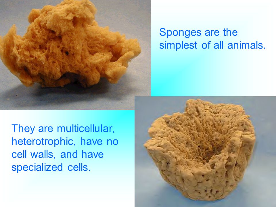 Sponges are the simplest of all animals.