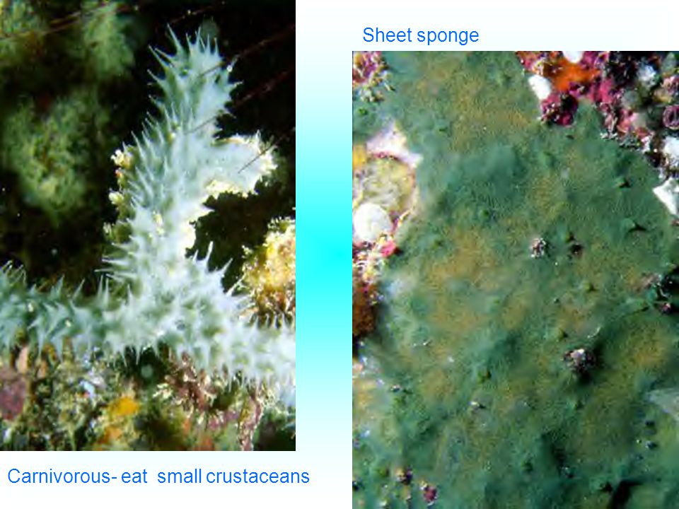 Sheet sponge Carnivorous- eat small crustaceans