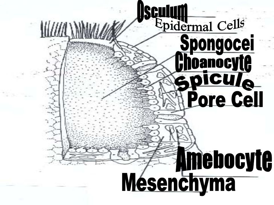 Osculum Epidermal Cells Spongocei Choanocyte Spicule Pore Cell Amebocyte Mesenchyma