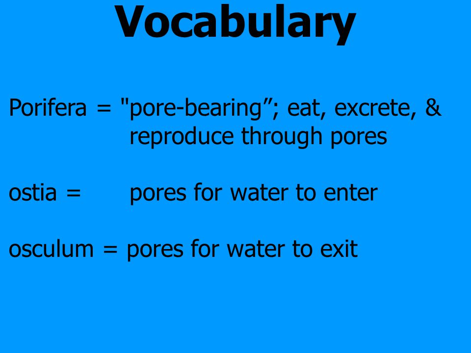 Vocabulary Porifera = pore-bearing ; eat, excrete, & reproduce through pores. ostia = pores for water to enter.