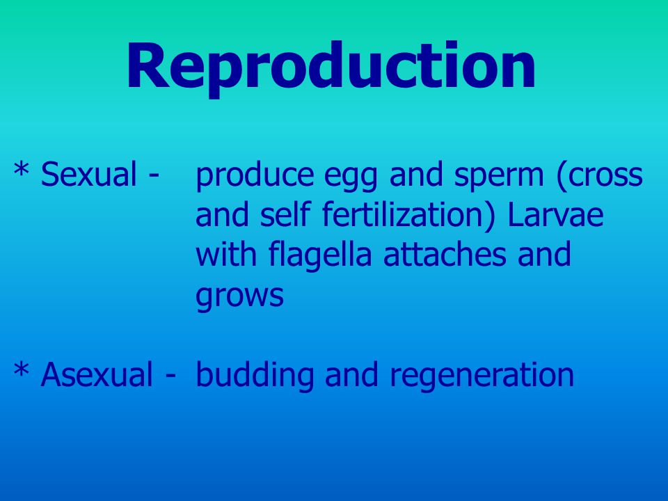 Reproduction * Sexual - produce egg and sperm (cross and self fertilization) Larvae with flagella attaches and grows.