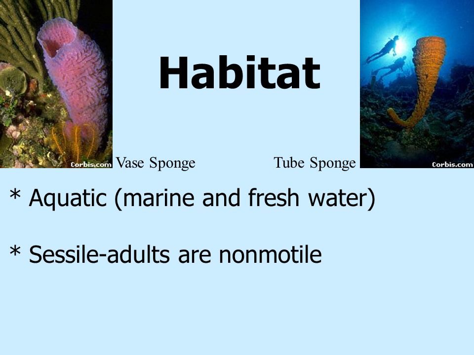 Habitat * Aquatic (marine and fresh water)