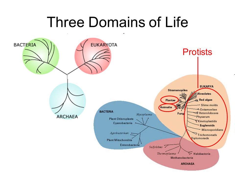 domains of life