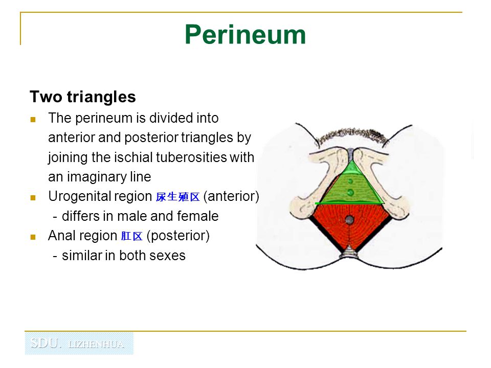 perineum会阴 山东大学医学院 解剖教研室 李振华.