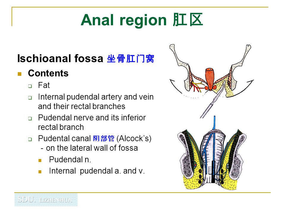 Pudendal,frenulum 肛区 ischioanal fossa 坐骨肛门窝 contents fat internal pudendal