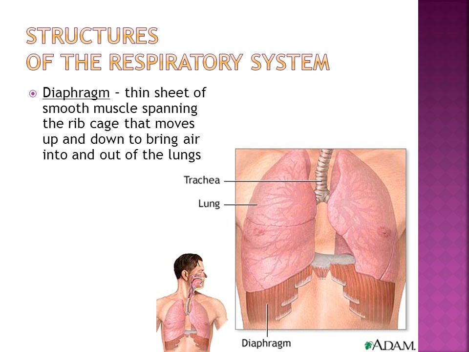 Structures of the Respiratory System