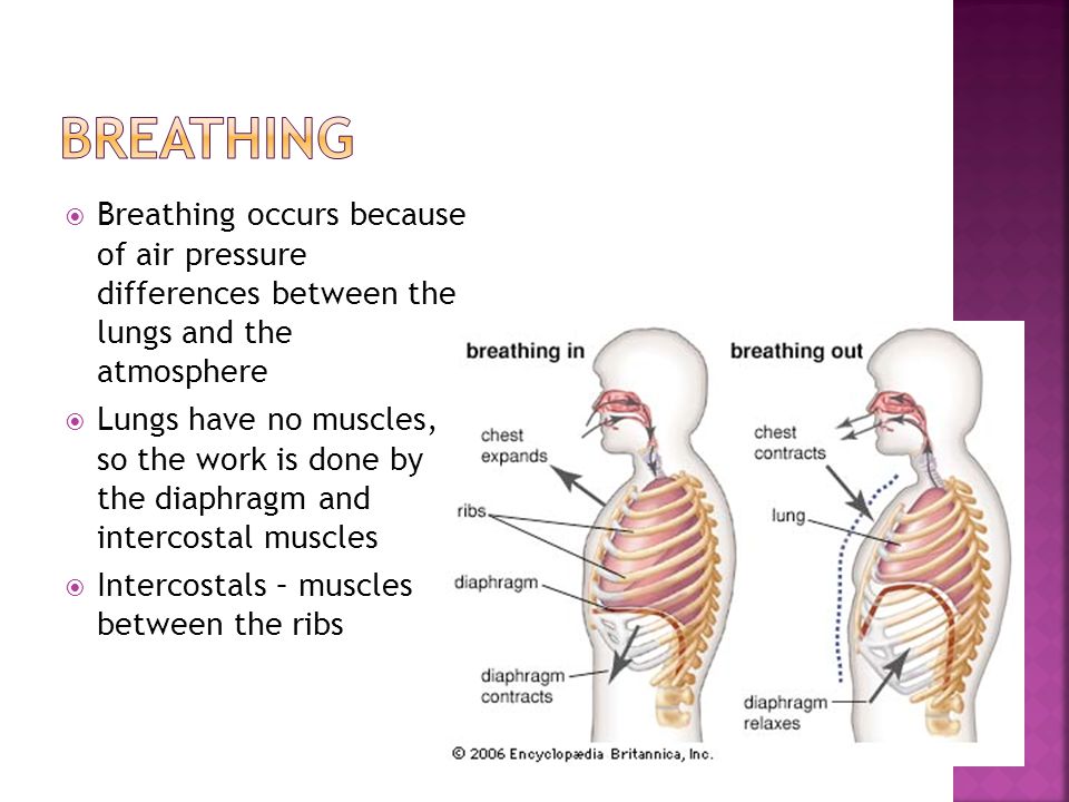 Breathing Breathing occurs because of air pressure differences between the lungs and the atmosphere.