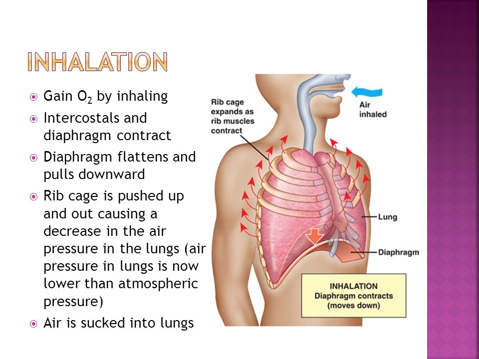 Inhalation Gain O2 by inhaling Intercostals and diaphragm contract