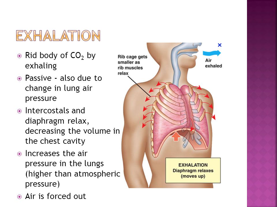 Exhalation Rid body of CO2 by exhaling