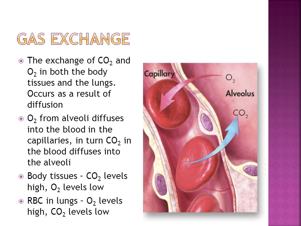 Gas Exchange The exchange of CO2 and O2 in both the body tissues and the lungs. Occurs as a result of diffusion.