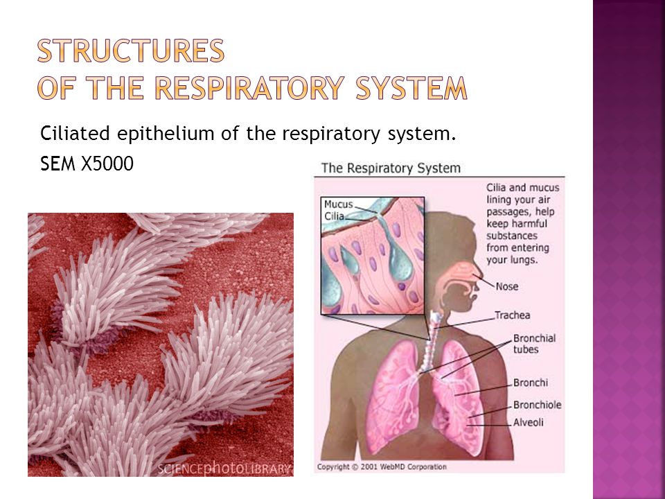 Structures of the Respiratory System