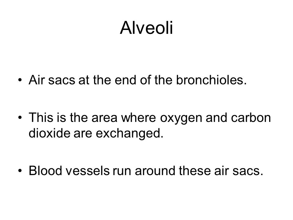 Alveoli Air sacs at the end of the bronchioles.