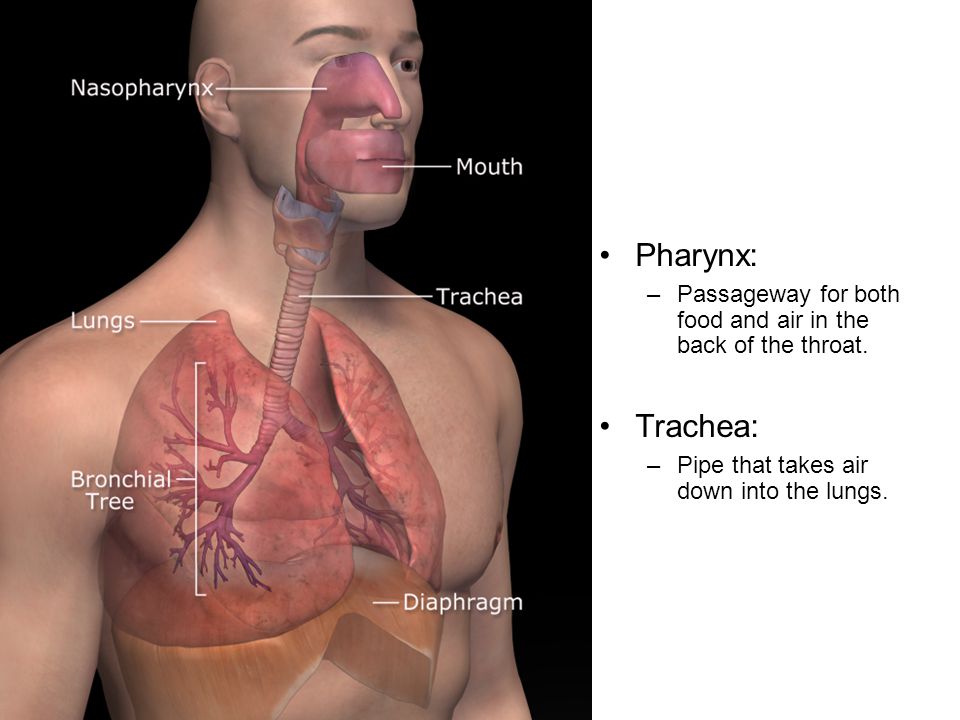 Pharynx: Passageway for both food and air in the back of the throat. Trachea: Pipe that takes air down into the lungs.