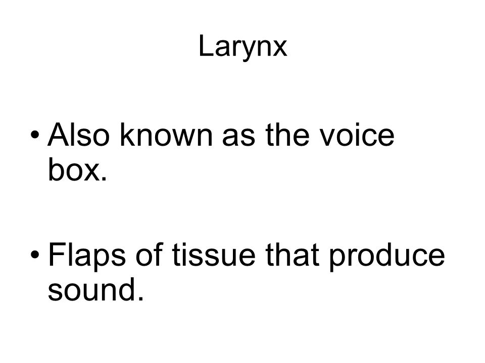 Also known as the voice box.