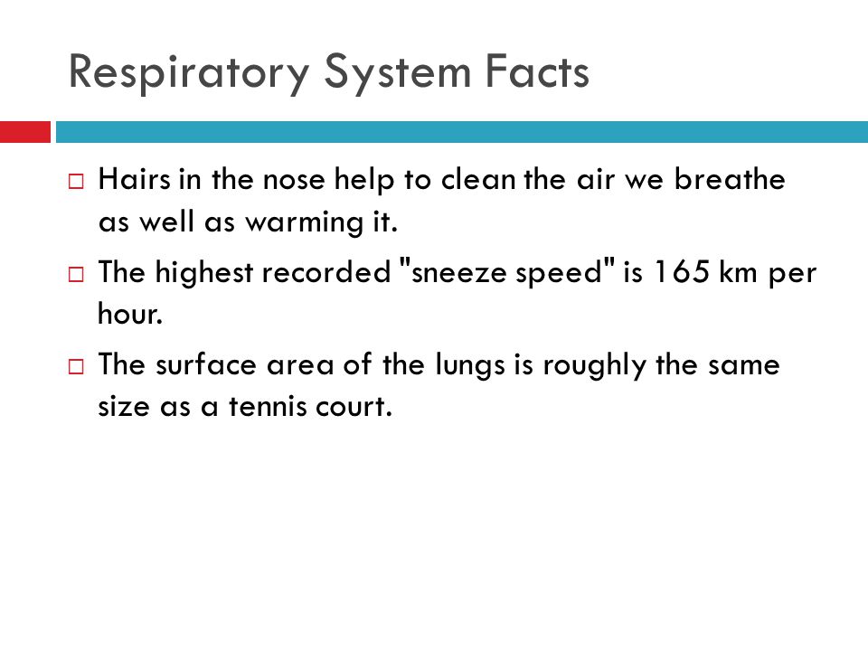 Respiratory System Facts