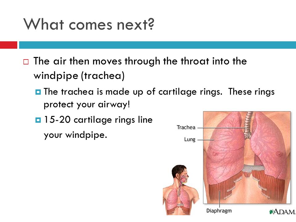What comes next The air then moves through the throat into the windpipe (trachea)