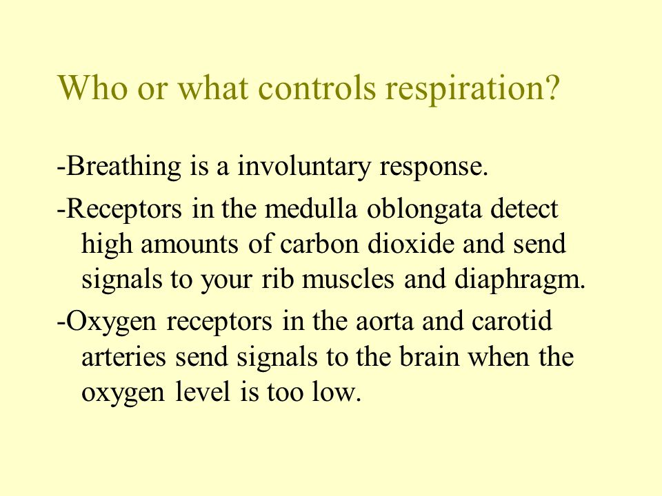 Who or what controls respiration