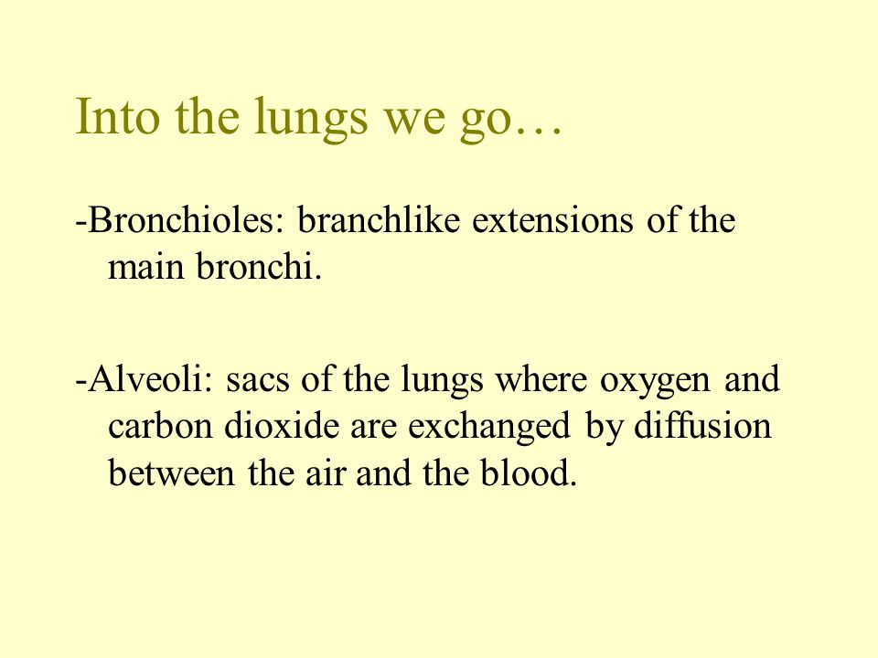 Into the lungs we go… -Bronchioles: branchlike extensions of the main bronchi.