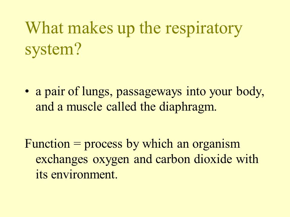 What makes up the respiratory system