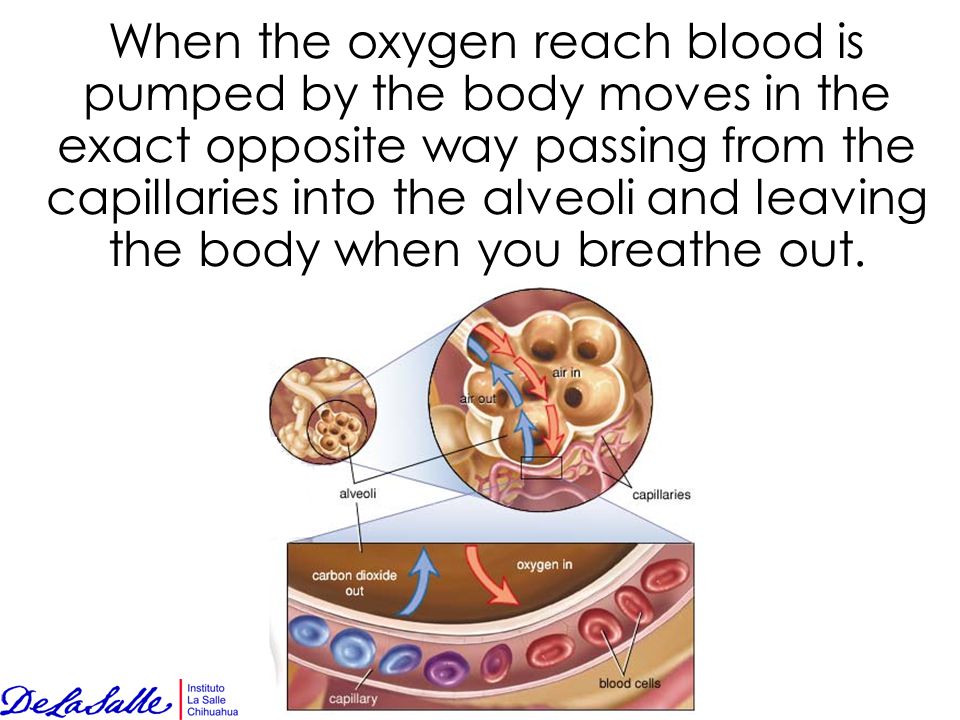 When the oxygen reach blood is pumped by the body moves in the exact opposite way passing from the capillaries into the alveoli and leaving the body when you breathe out.