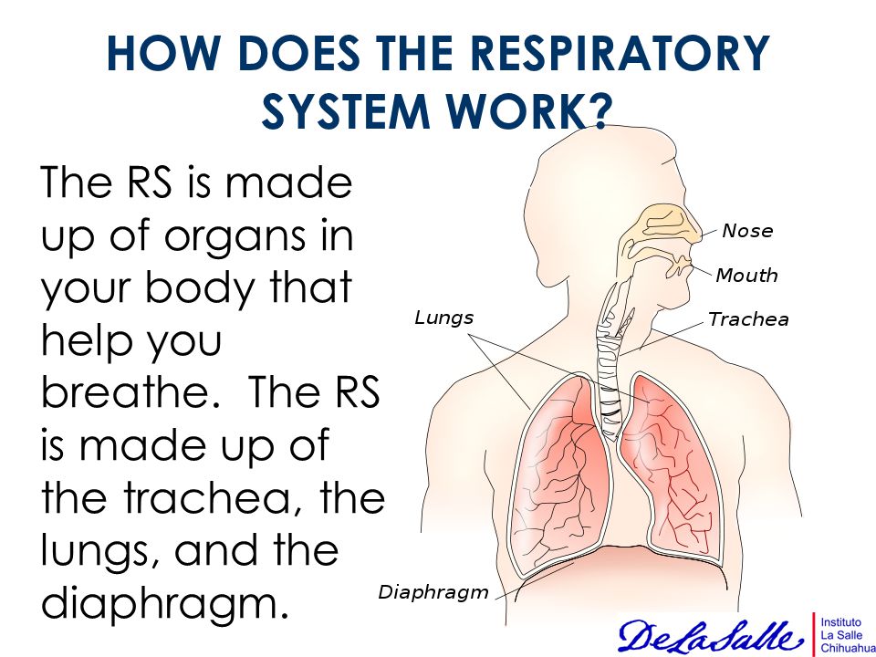 HOW DOES THE RESPIRATORY SYSTEM WORK