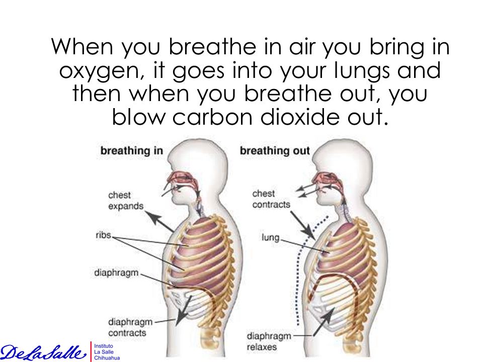 When you breathe in air you bring in oxygen, it goes into your lungs and then when you breathe out, you blow carbon dioxide out.
