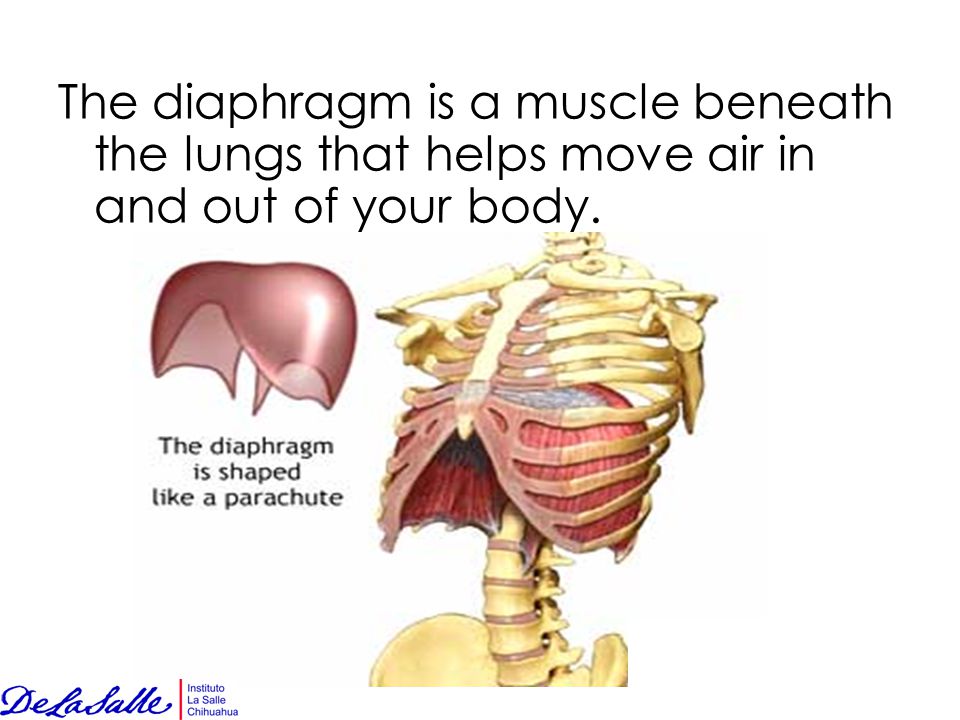 The diaphragm is a muscle beneath the lungs that helps move air in and out of your body.