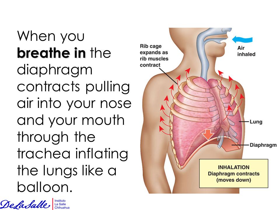 When you breathe in the diaphragm contracts pulling air into your nose and your mouth through the trachea inflating the lungs like a balloon.