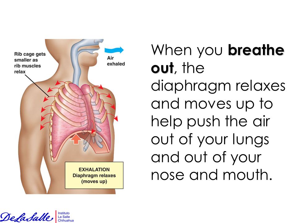 When you breathe out, the diaphragm relaxes and moves up to help push the air out of your lungs and out of your nose and mouth.