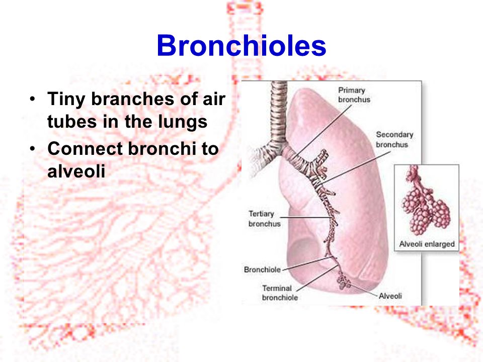 Bronchioles Tiny branches of air tubes in the lungs