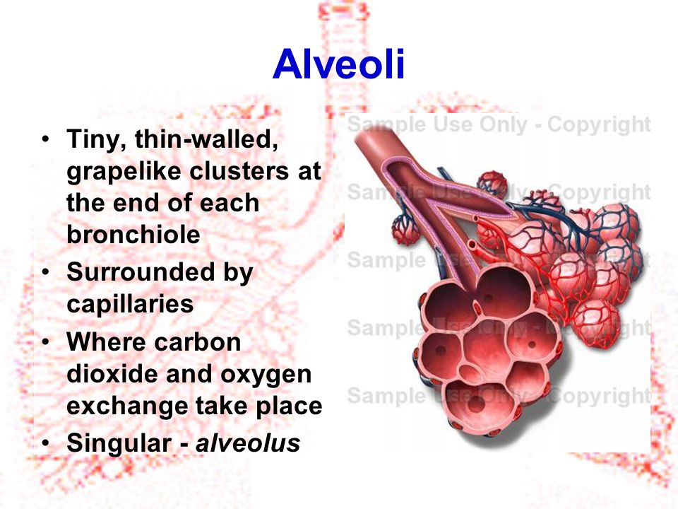 Alveoli Tiny, thin-walled, grapelike clusters at the end of each bronchiole. Surrounded by capillaries.