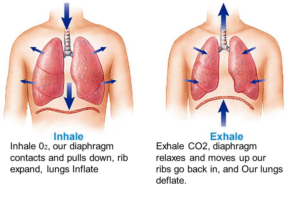 Inhale 02, our diaphragm contacts and pulls down, rib expand, lungs Inflate