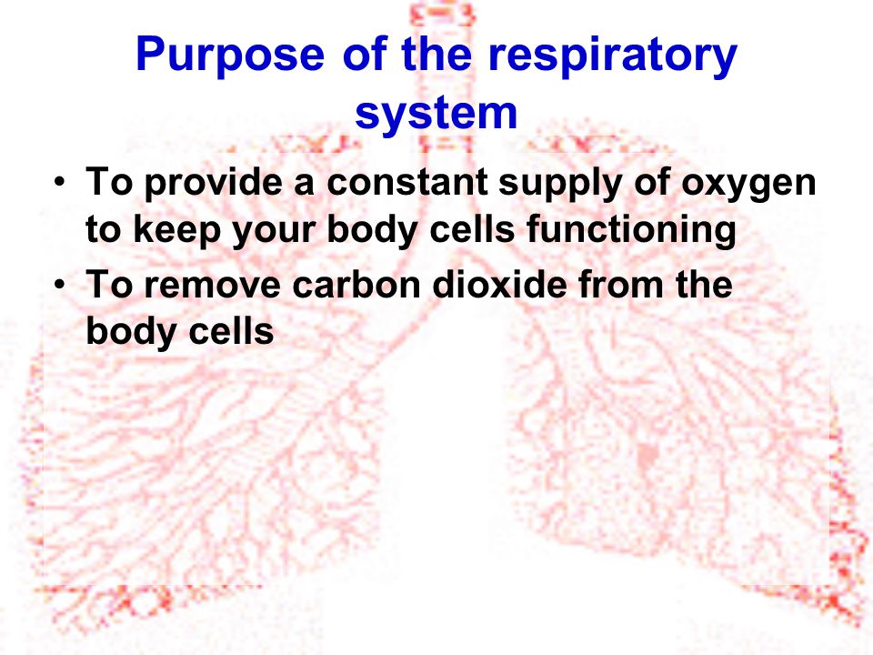 Purpose of the respiratory system