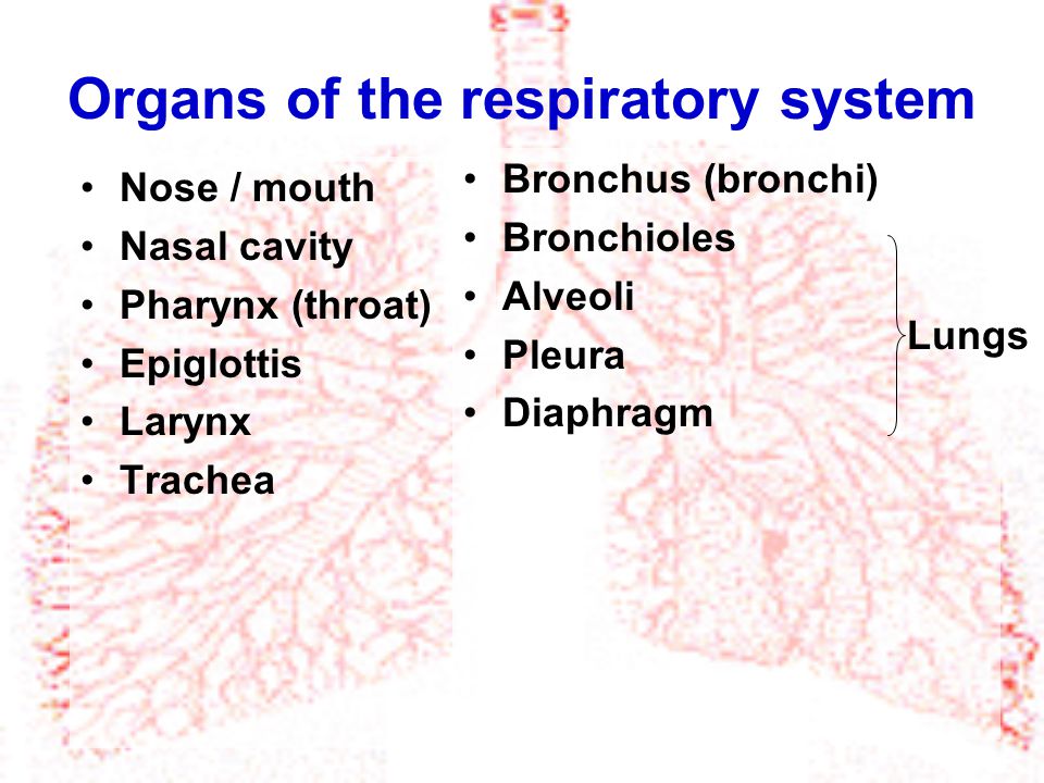 Organs of the respiratory system