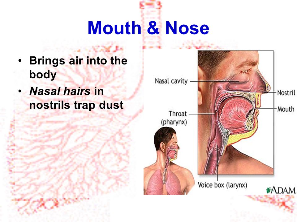 Mouth & Nose Brings air into the body