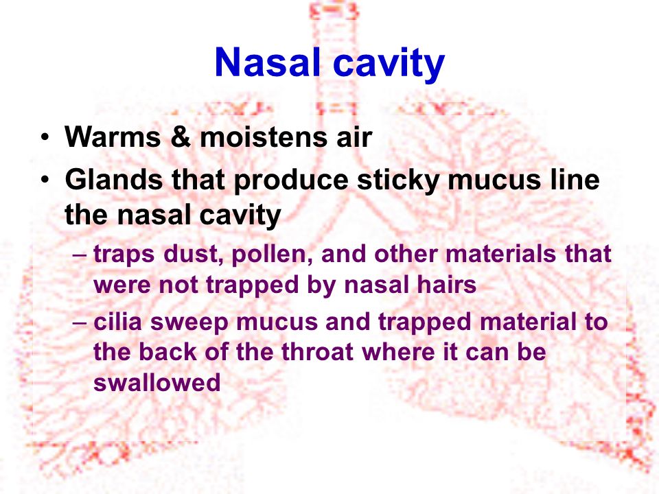 Nasal cavity Warms & moistens air
