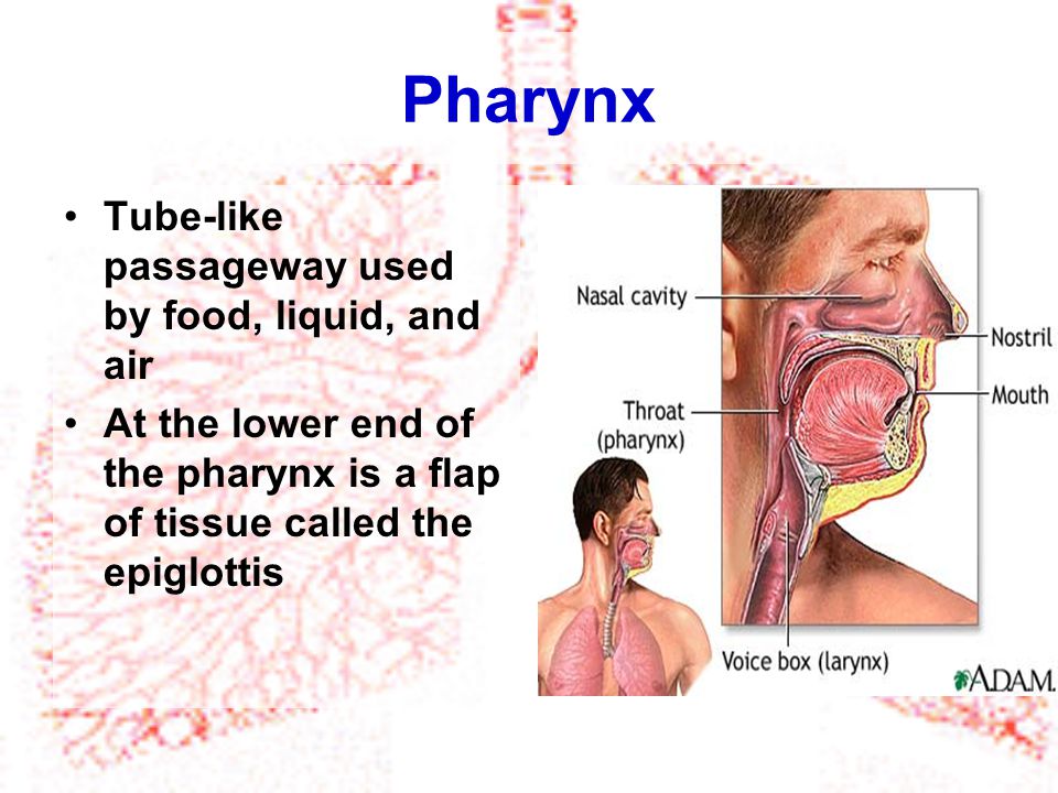Pharynx Tube-like passageway used by food, liquid, and air
