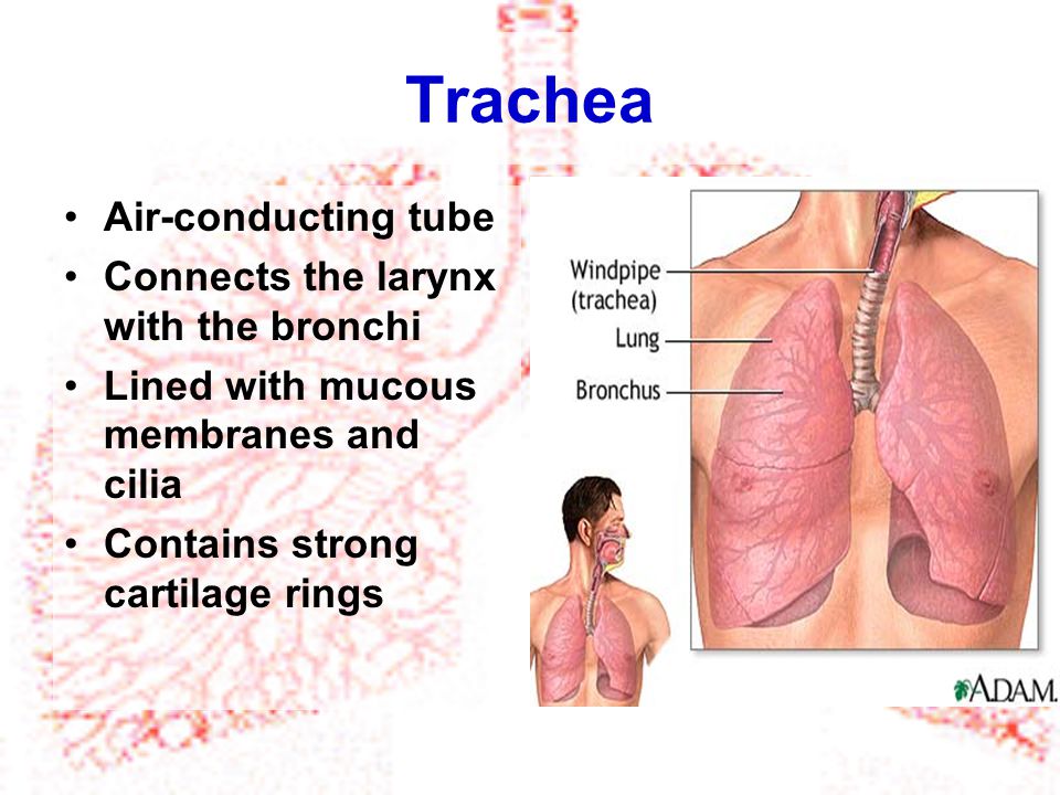Trachea Air-conducting tube Connects the larynx with the bronchi