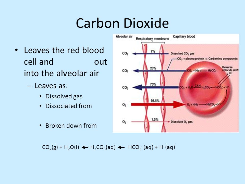Carbon Dioxide Leaves the red blood cell and out into the alveolar air