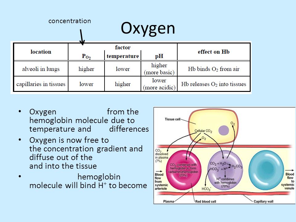 Oxygen concentration. Oxygen from the hemoglobin molecule due to temperature and differences.
