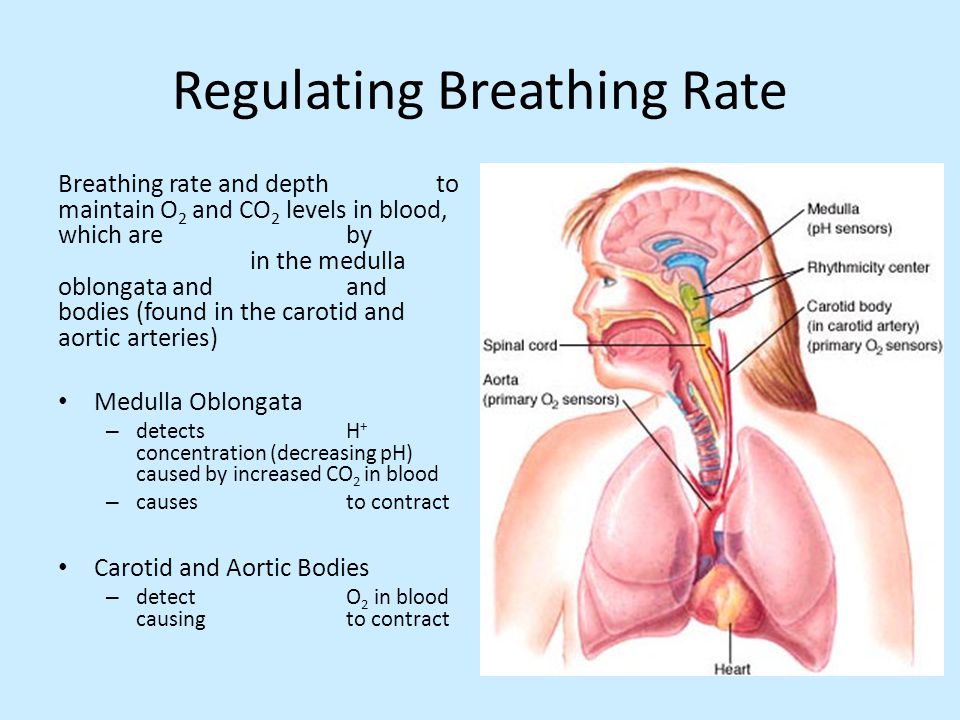 Regulating Breathing Rate