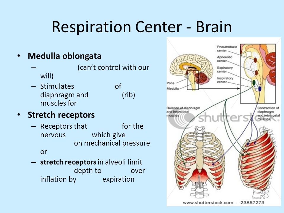Respiration Center - Brain
