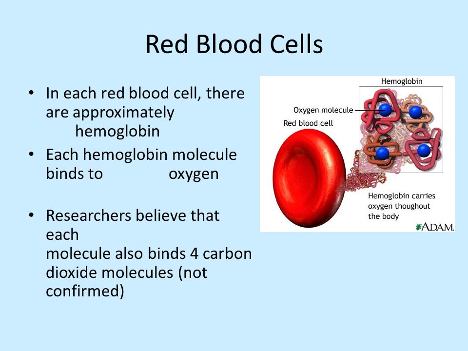 Red Blood Cells In each red blood cell, there are approximately hemoglobin. Each hemoglobin molecule binds to oxygen.