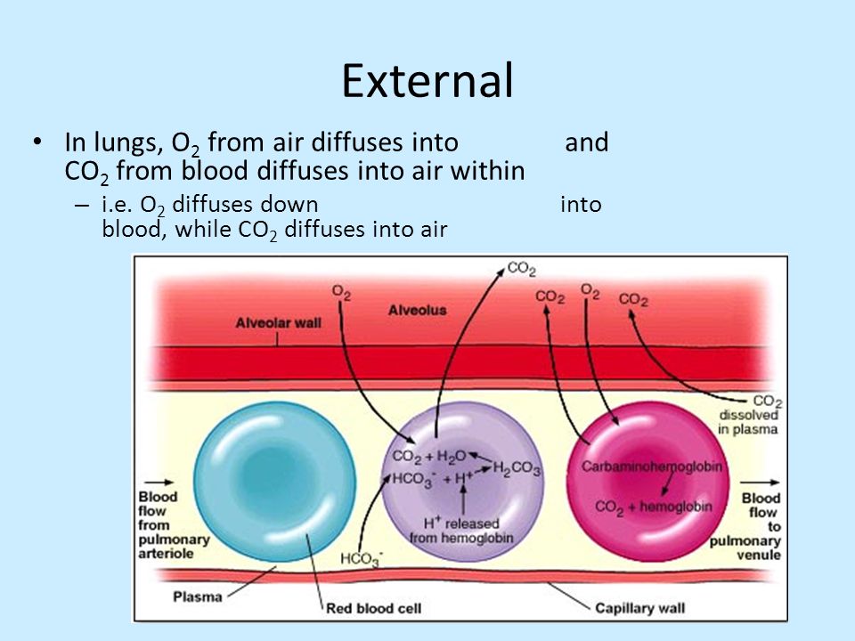 External In lungs, O2 from air diffuses into and CO2 from blood diffuses into air within.