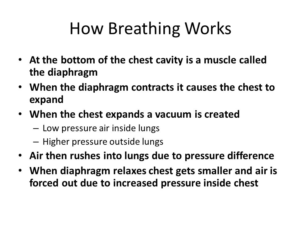 How Breathing Works At the bottom of the chest cavity is a muscle called the diaphragm. When the diaphragm contracts it causes the chest to expand.