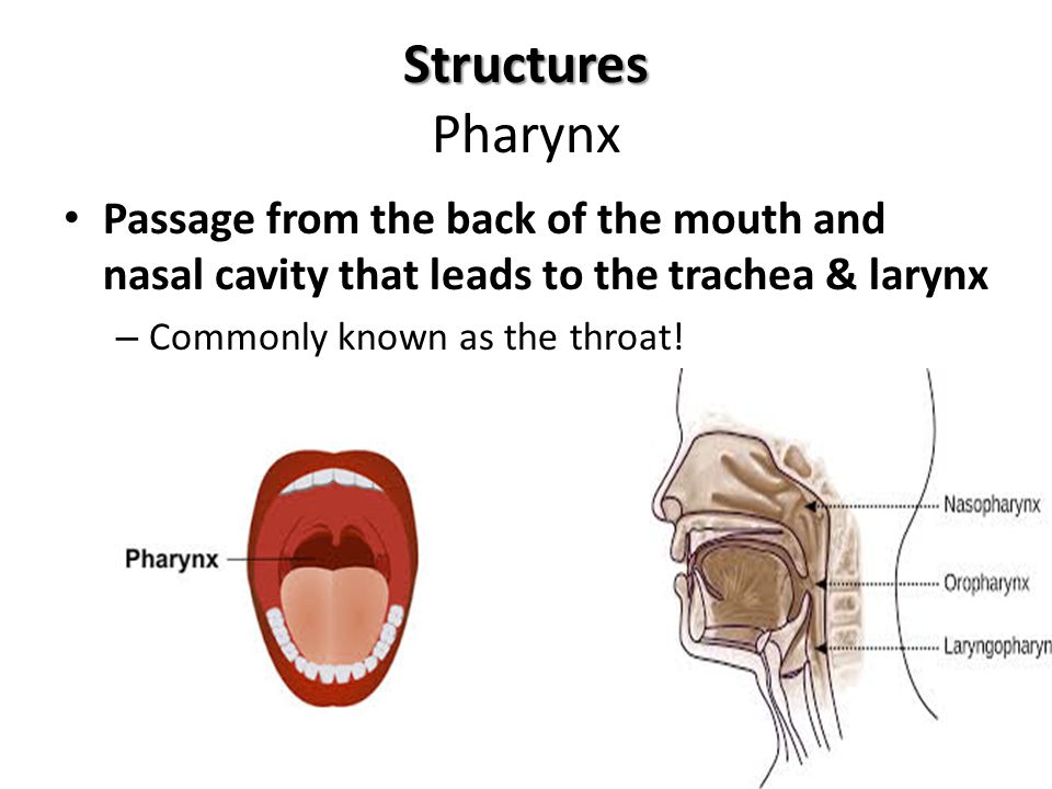 Structures Pharynx Passage from the back of the mouth and nasal cavity that leads to the trachea & larynx.