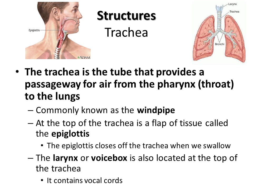 Structures Trachea The trachea is the tube that provides a passageway for air from the pharynx (throat) to the lungs.