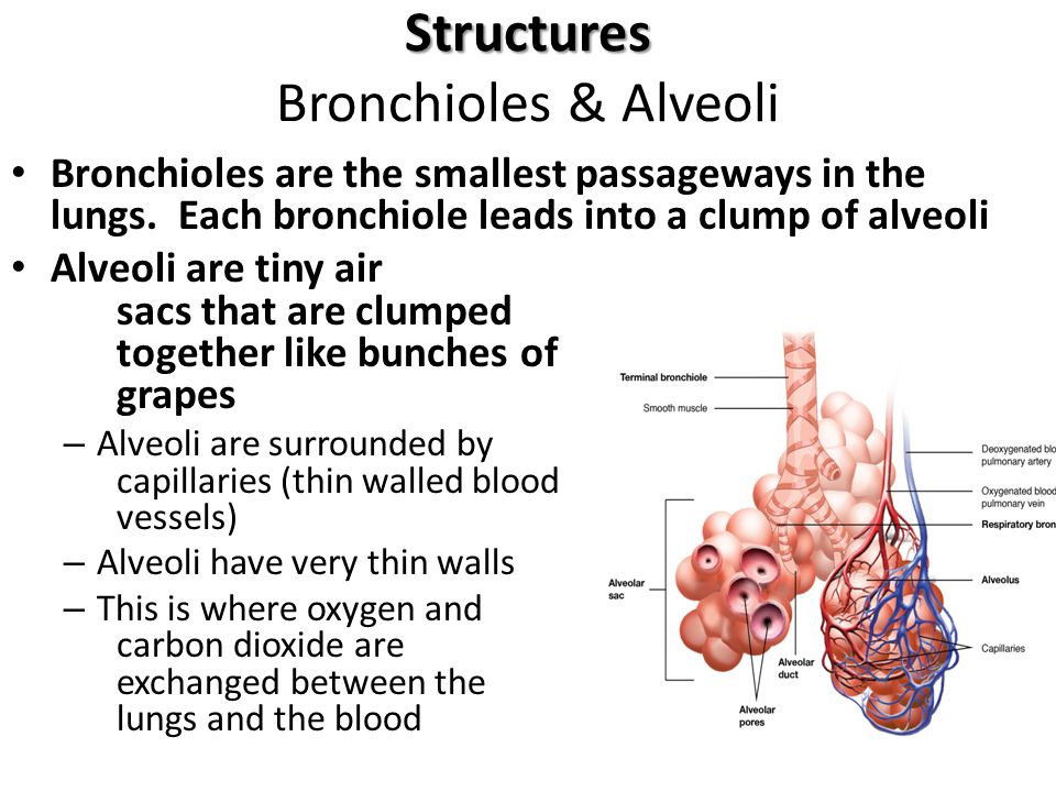 Structures Bronchioles & Alveoli
