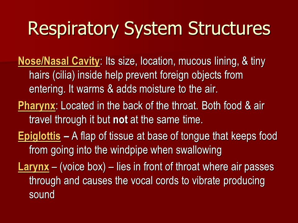 Respiratory System Structures